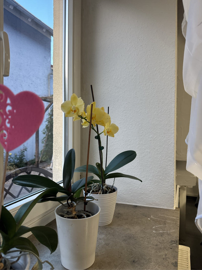 Zwei Schmetterlingsorchideen mit gelben Blüten stehen in Töpfen auf einer Fensterbank.