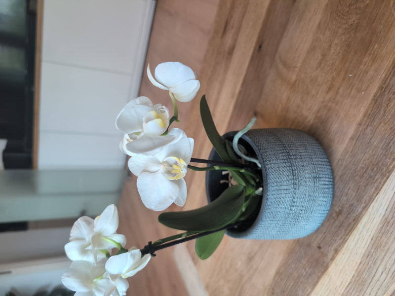Schmetterlingsorchidee — Bild 3