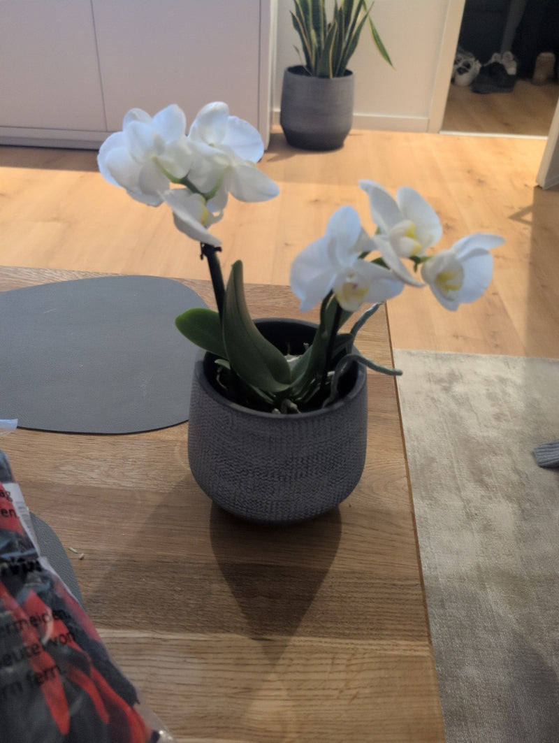 Schmetterlingsorchidee — Bild 2