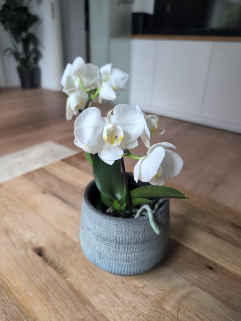 Schmetterlingsorchidee — Bild 5