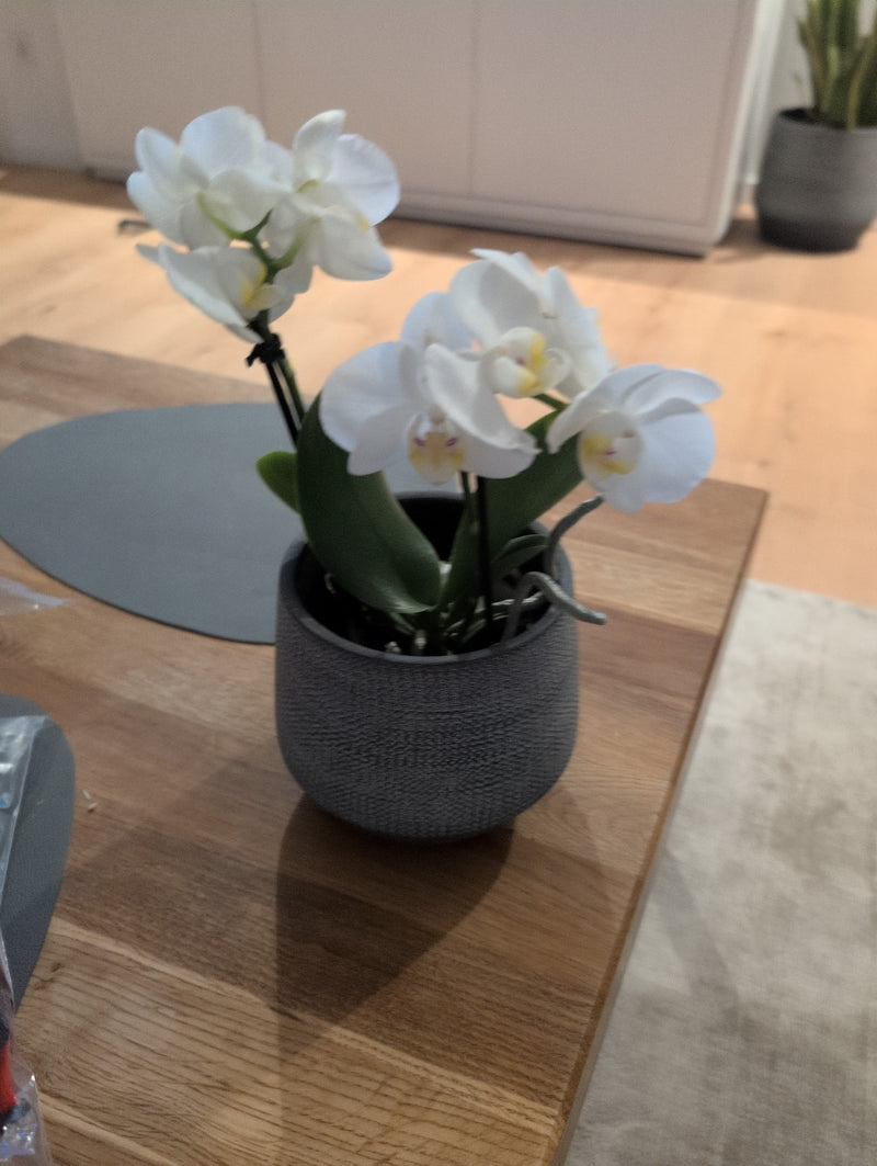 Schmetterlingsorchidee — Bild 5