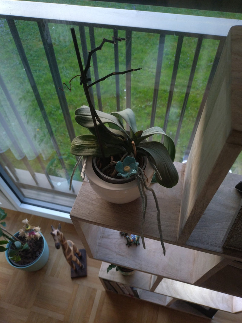 Schmetterlingsorchidee — Bild 3