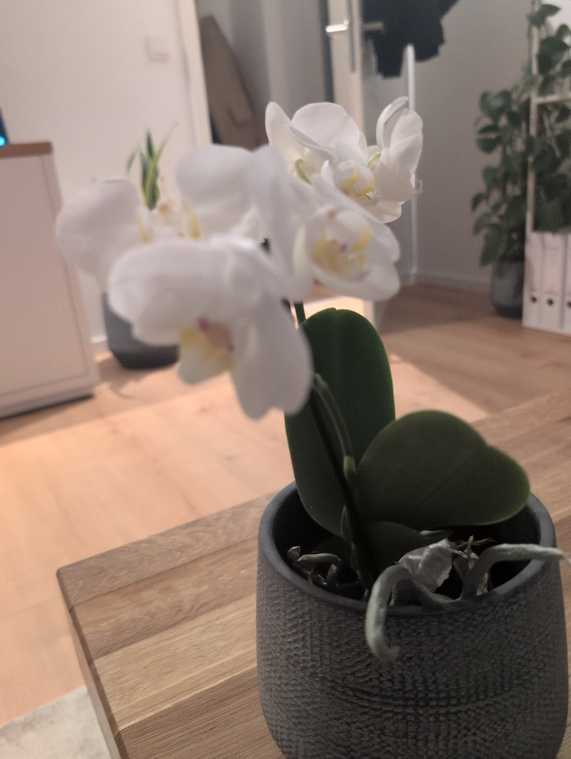 Schmetterlingsorchidee — Bild 4