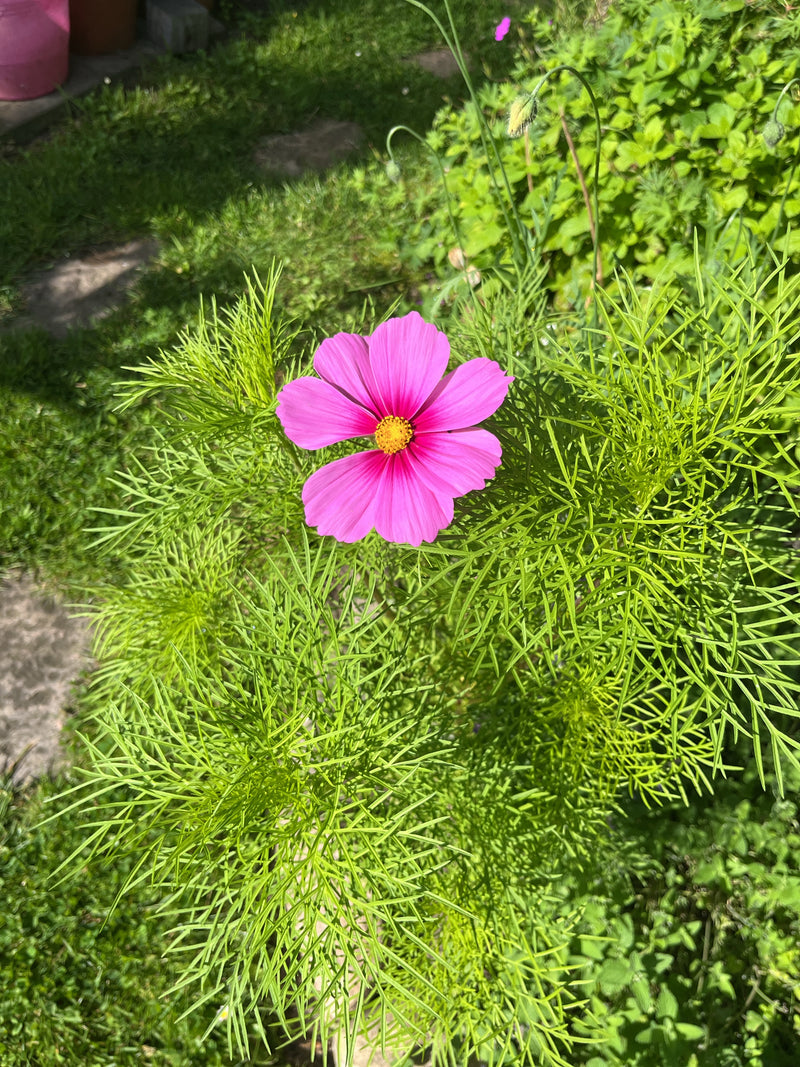 Cosmea — Bild 2