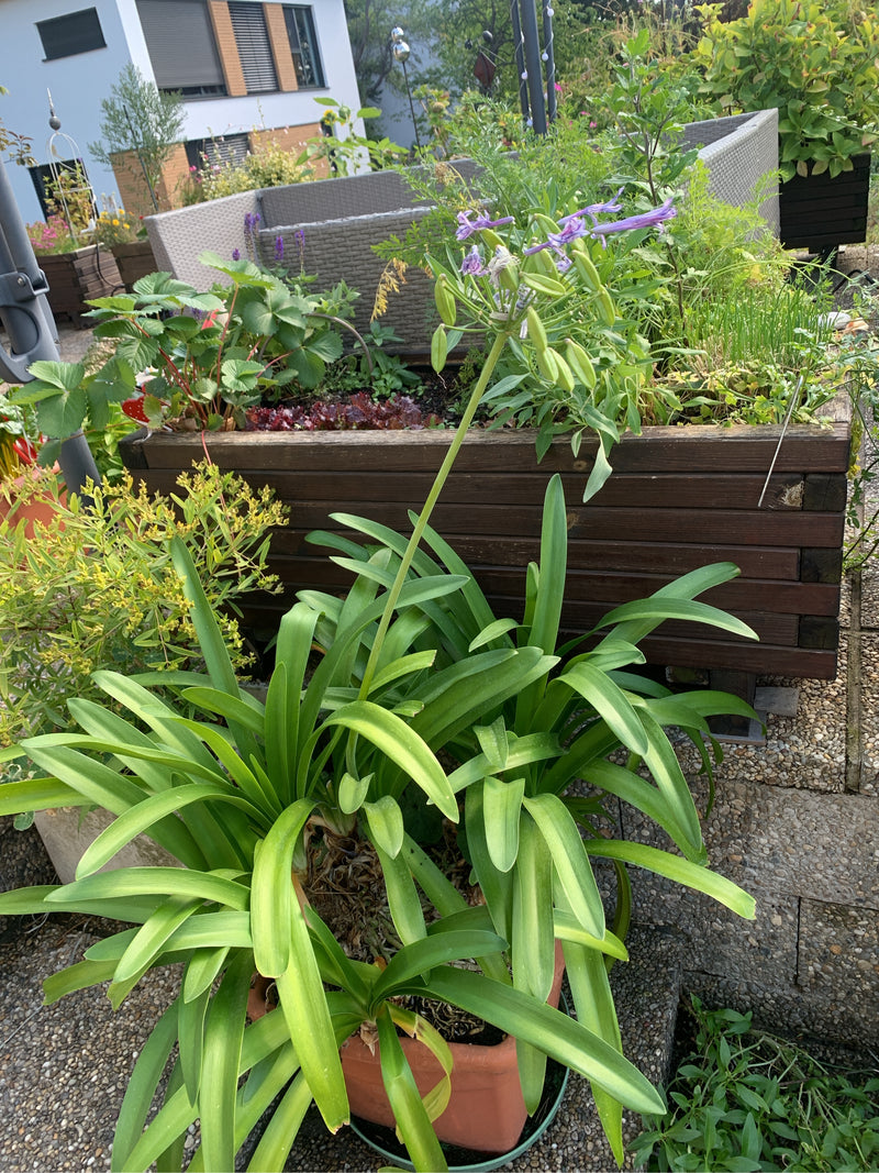 Zu sehen ist eine Afrikanische Schmucklilie in einem Topf mit langen grünen Blättern und einem aufrechten Blütenstand. Die Pflanze steht auf einer Terrasse v...