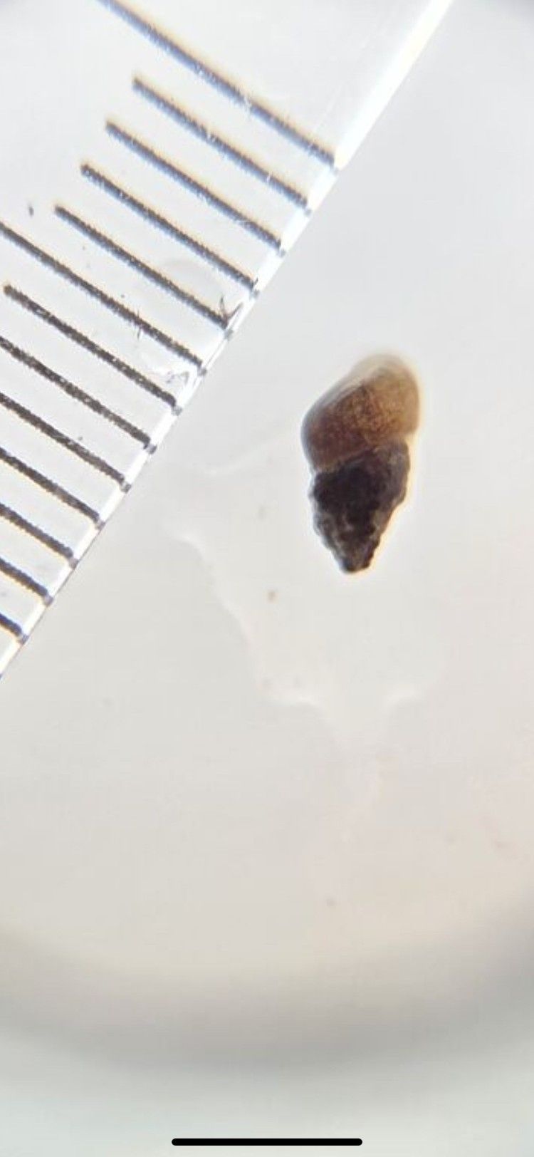 Zu sehen ist eine kleine Schnecke neben einer Maßeinheit auf einem hellen Untergrund.