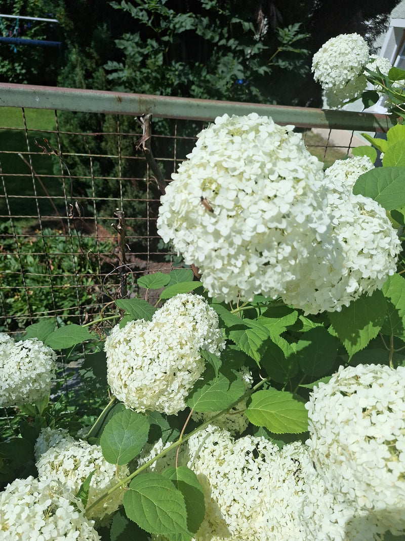 Schneeball-Hortensie — Bild 3