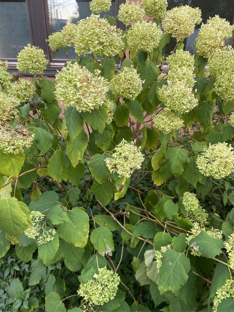 Schneeball-Hortensie — Bild 3 von 8