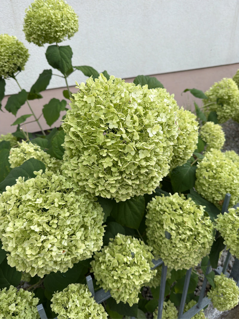 Schneeball-Hortensie — Bild 2