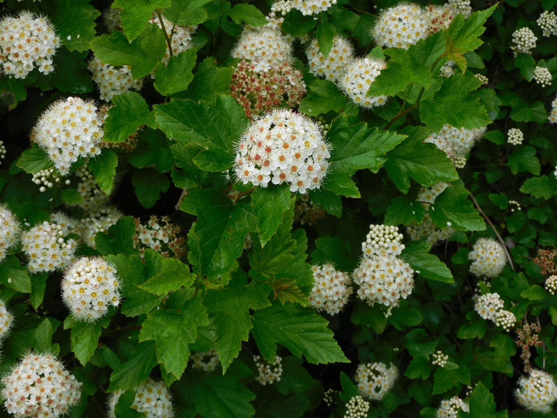 Blasenspiere — Bild 3
