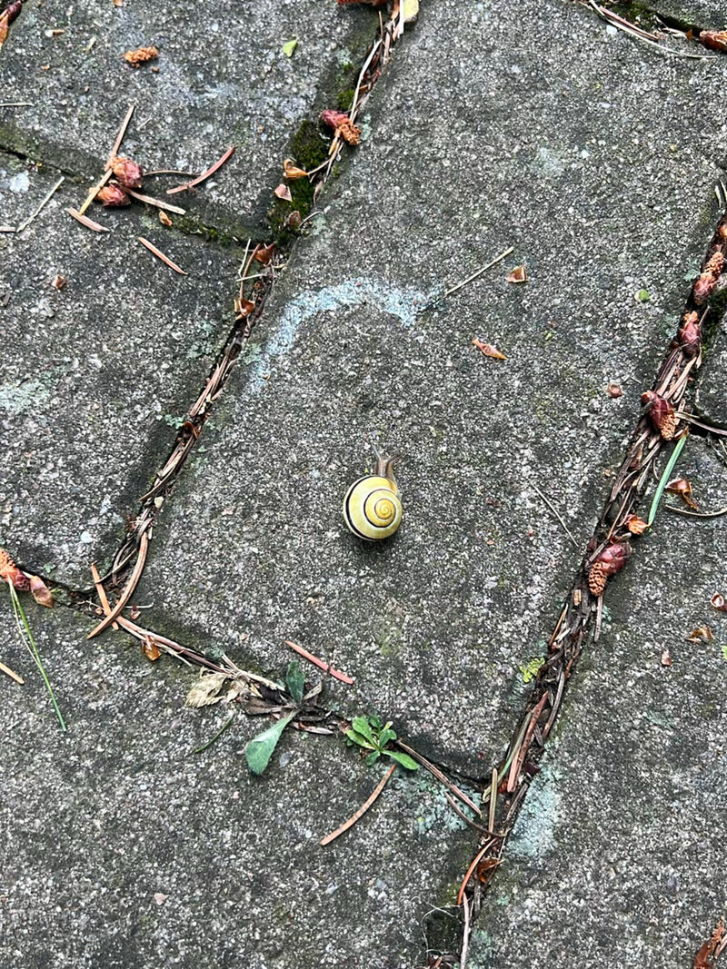 Schnirkelschnecke — Bild 1