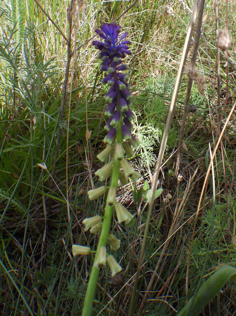 Schopf-Traubenhyazinthe — Bild 1