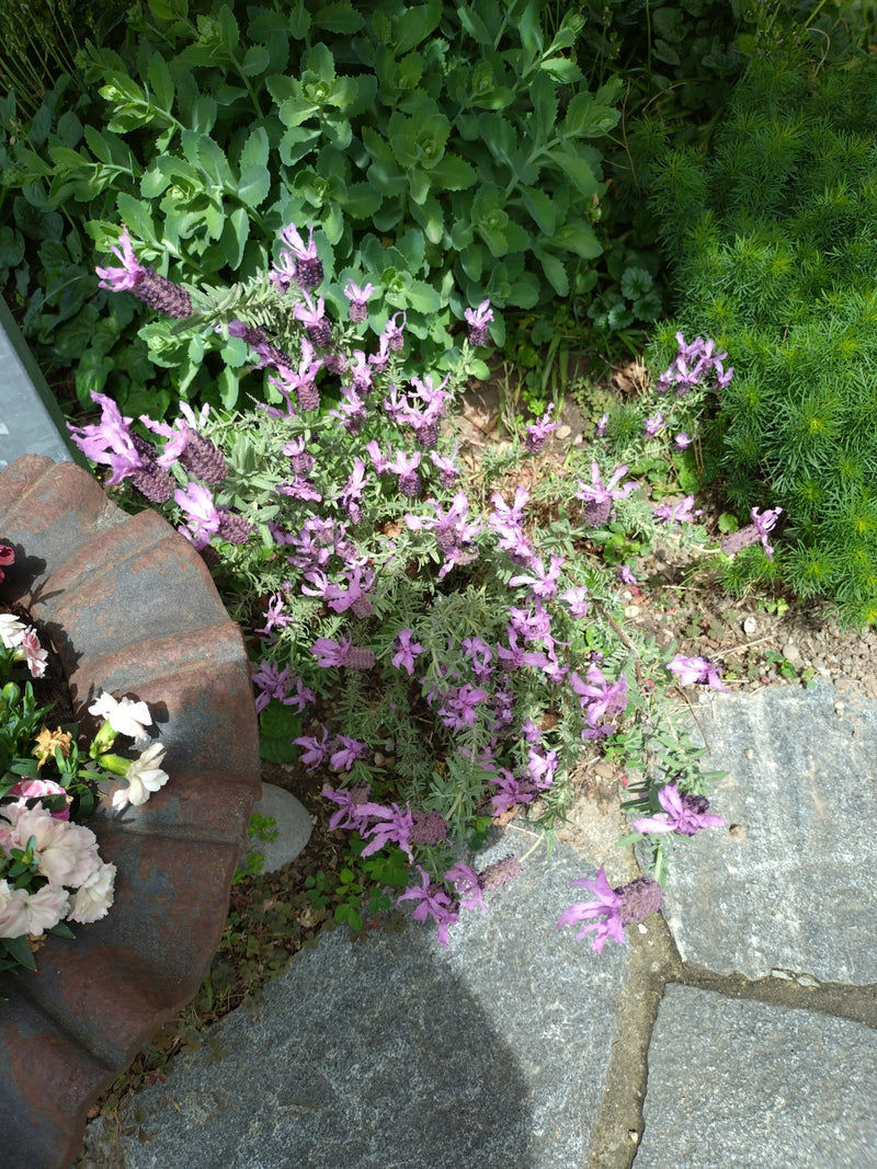 Schopflavendel — Bild 5