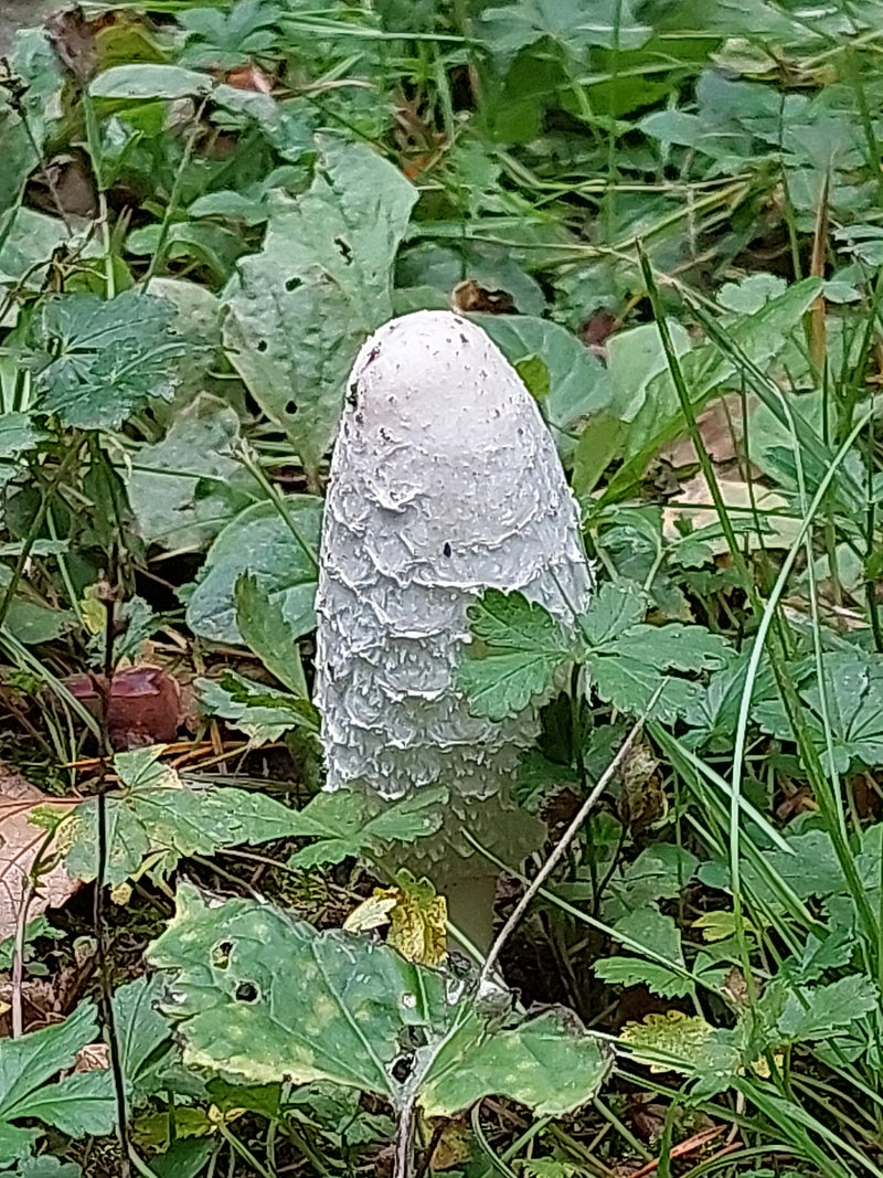 Ein junger Fruchtkörper eines Schopftintlings mit seiner typisch weiß geschuppten Kappe wächst inmitten von grünem Kraut und Gras.