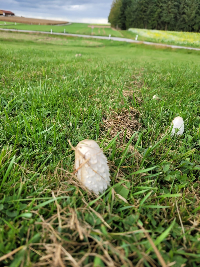 Junge Fruchtkörper des Schopftintlings wachsen in einer dichten Grasfläche mit Feldern im Hintergrund.