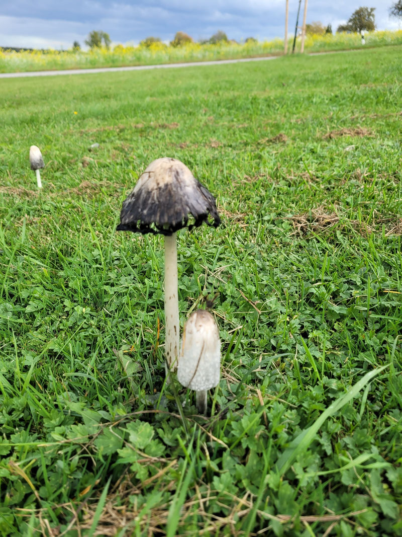 Auf einer grünen Wiese stehen Fruchtkörper des Schopftintlings, von denen der größte bereits den typischen tintenartigen Zerfall am Hutrand zeigt.