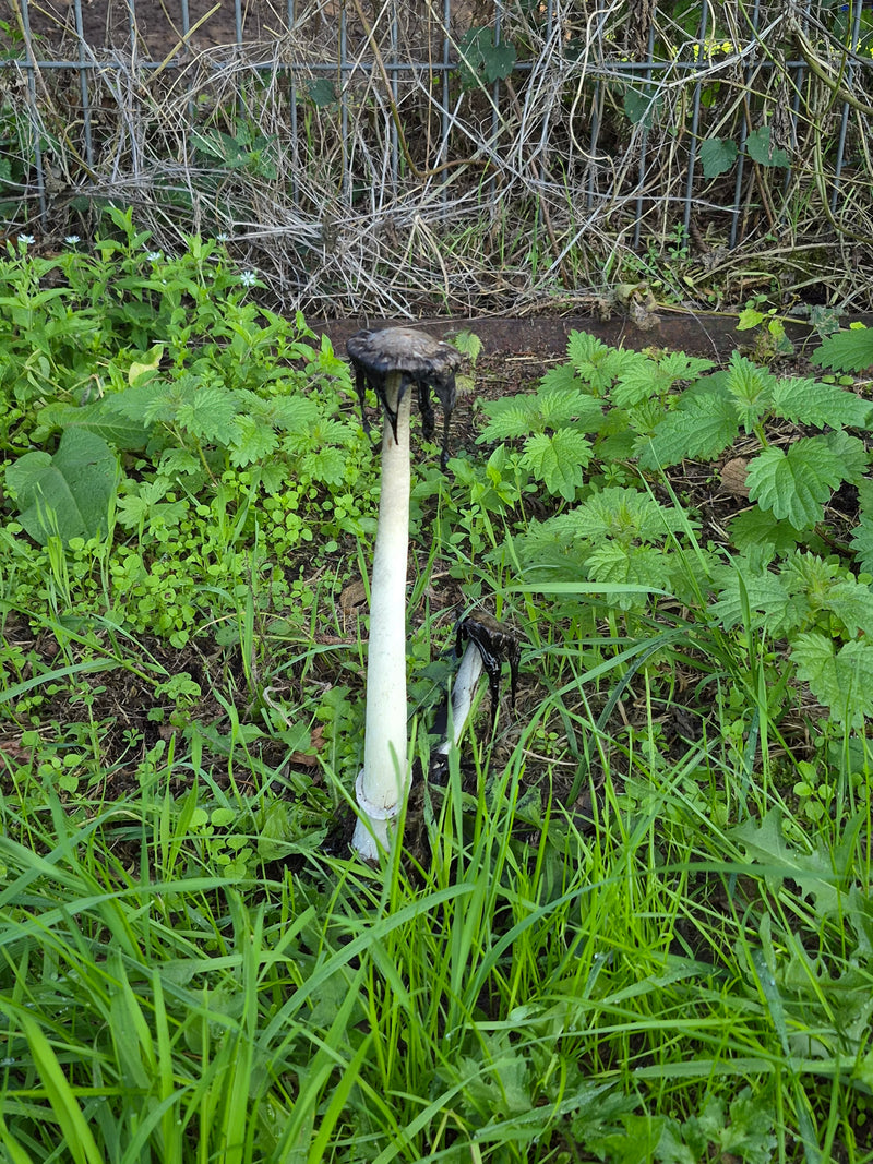 Ein Schopftintling mit tintenartig zerfließendem Hut steht auf einer Wiese vor einem Zaun.