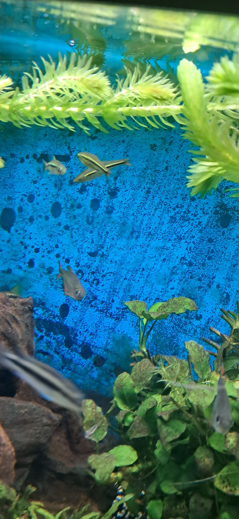 Schrägschwimmer — Bild 1