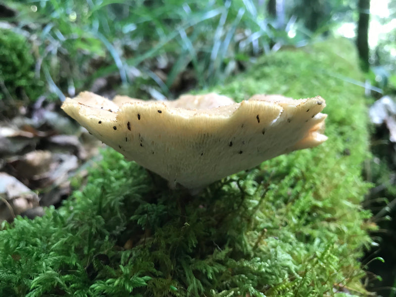 Schuppiger Porling — Bild 4 von 6