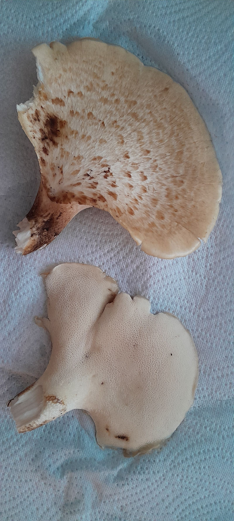 Schuppiger Porling — Bild 3