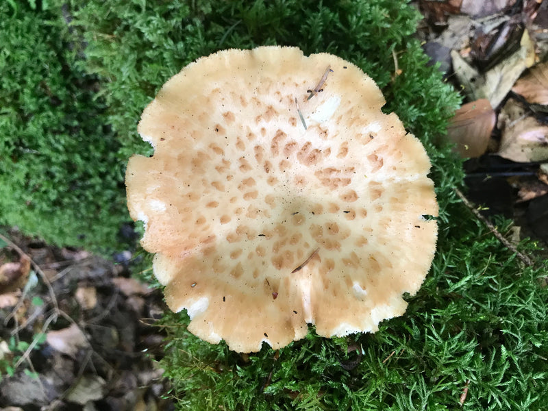 Schuppiger Porling — Bild 3 von 6