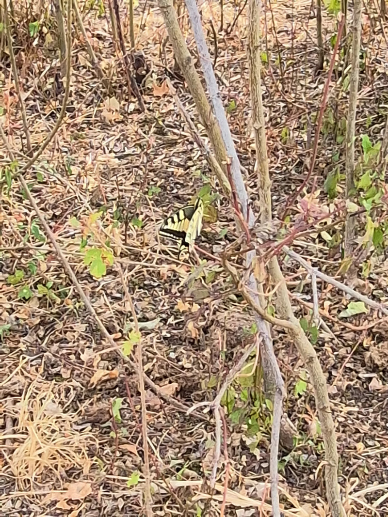 Schwalbenschwanz — Bild 1