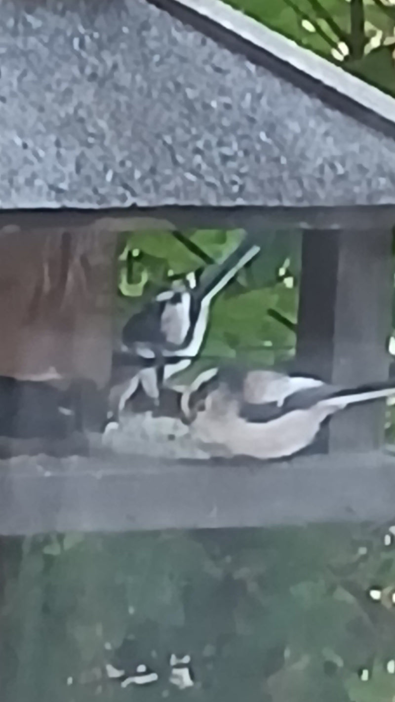 Schwanzmeise — Bild 1