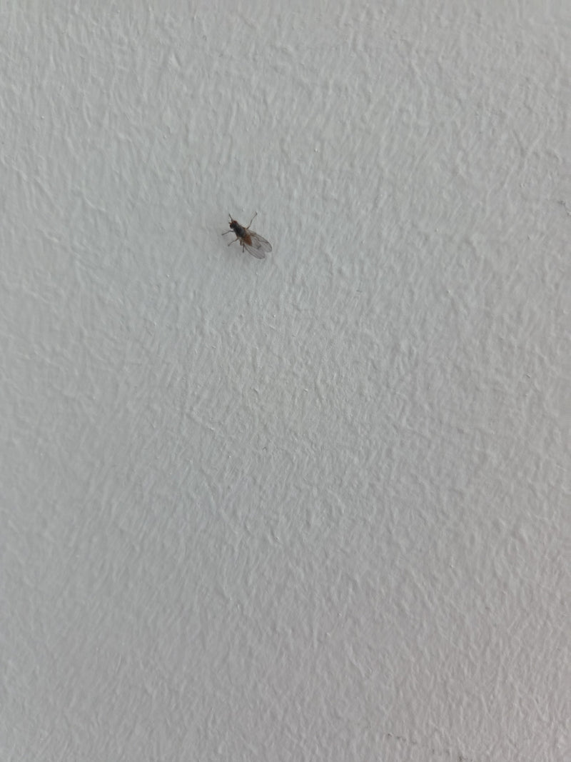 Fruchtfliege — Bild 2