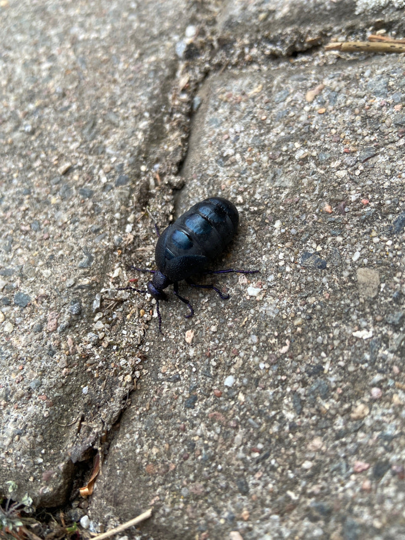 Schwarzblauer Ölkäfer — Bild 4