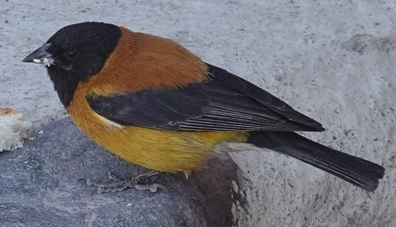 Schwarzbrustzeisig — Bild 1