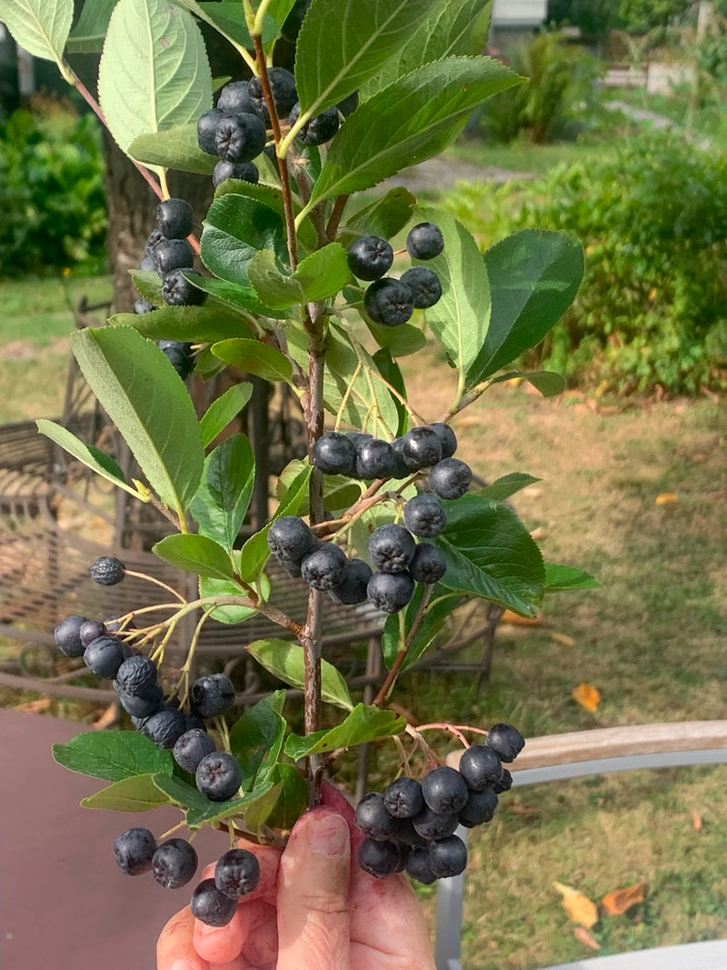 Auf dem Bild ist ein Zweig der Schwarzen Apfelbeere mit zahlreichen reifen, dunklen Beeren und grünen Blättern zu sehen. Die Pflanze wird von einer Hand geha...