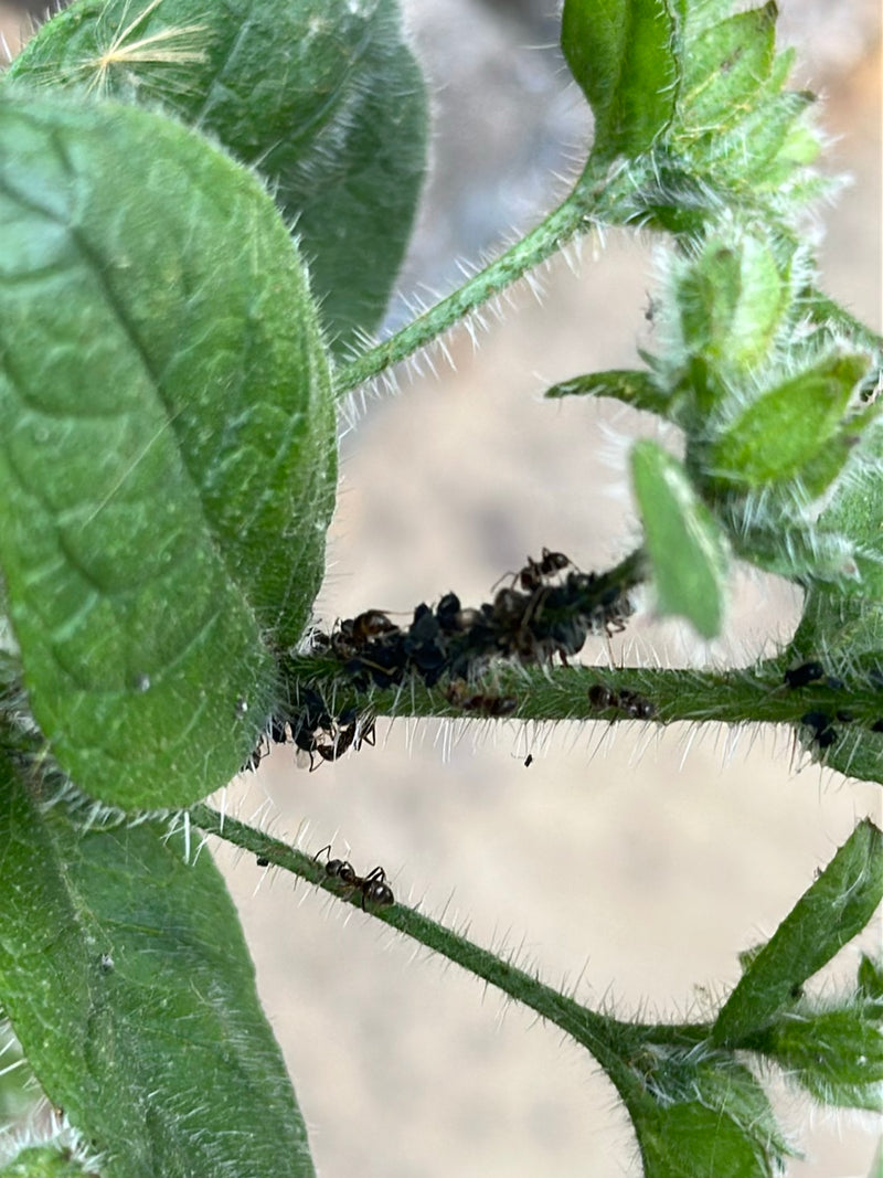 Schwarze Bohnenlaus — Bild 4