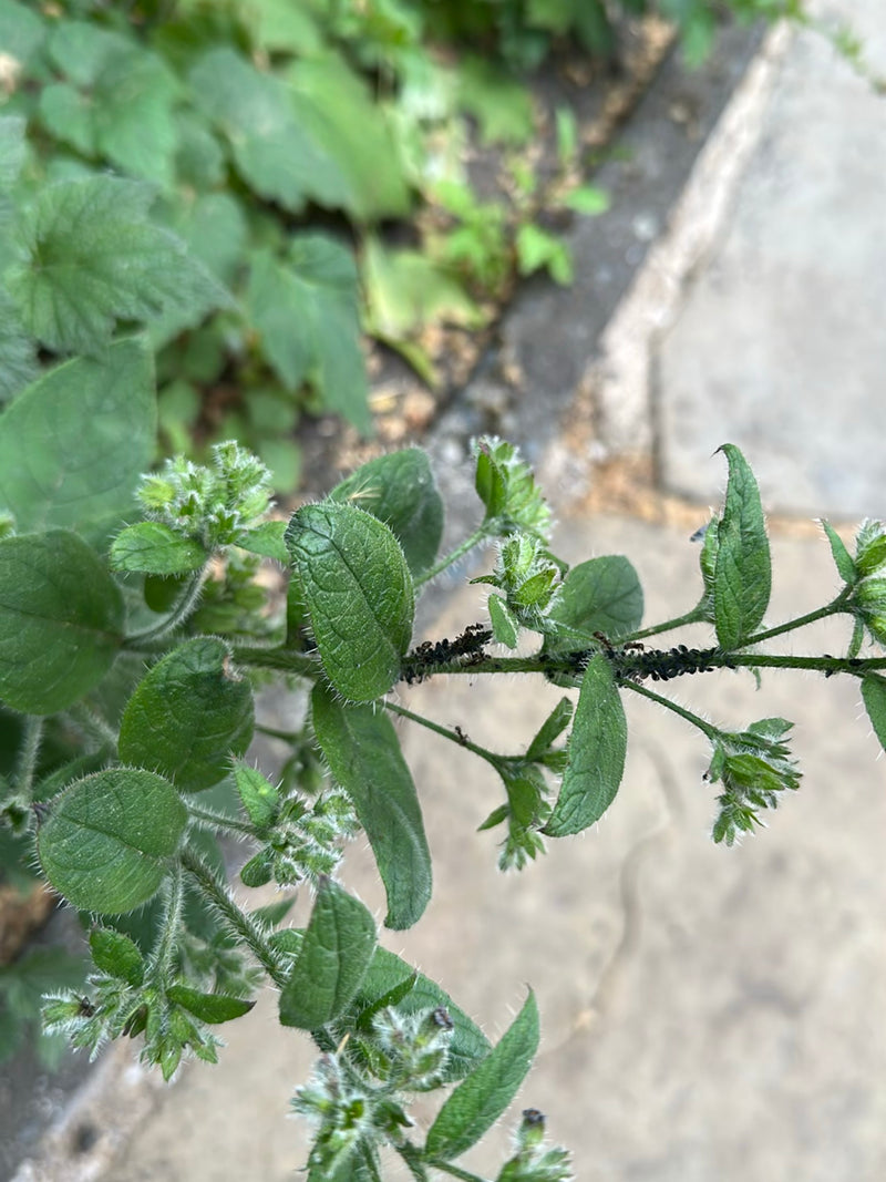 Schwarze Bohnenlaus — Bild 5