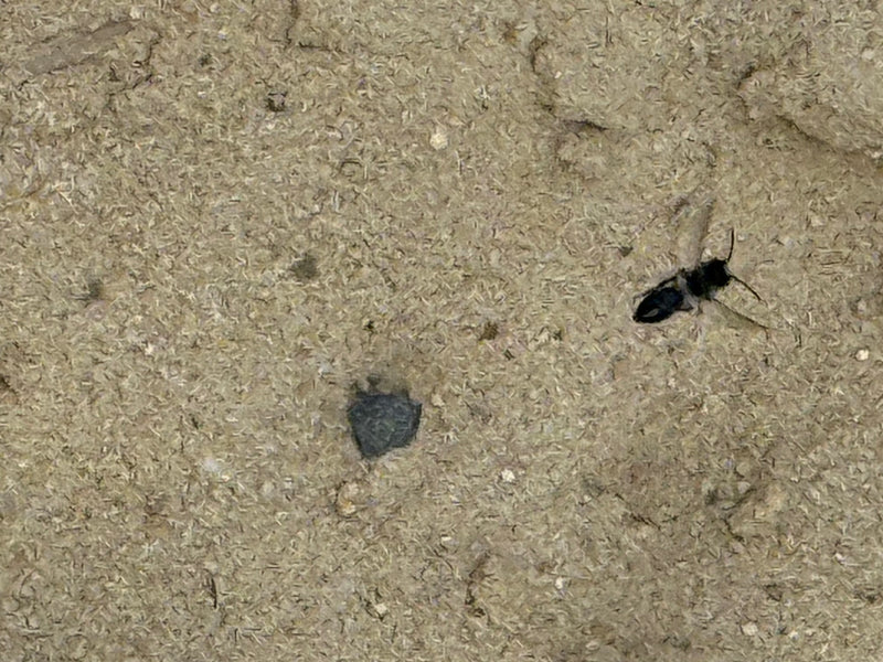Schwarze Grabwespe — Bild 3