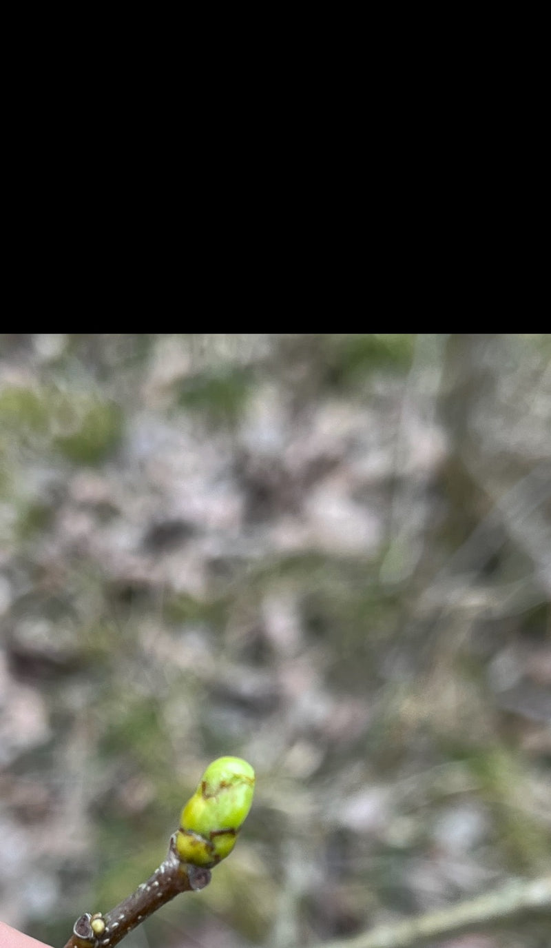 Jostabeere — Bild 5