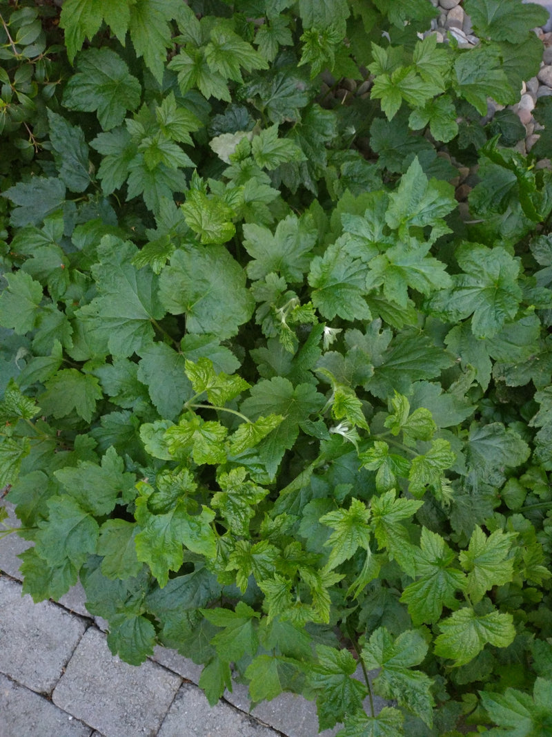 Jostabeere — Bild 3