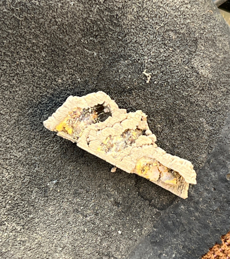 Schwarze Mörtelbiene — Bild 2