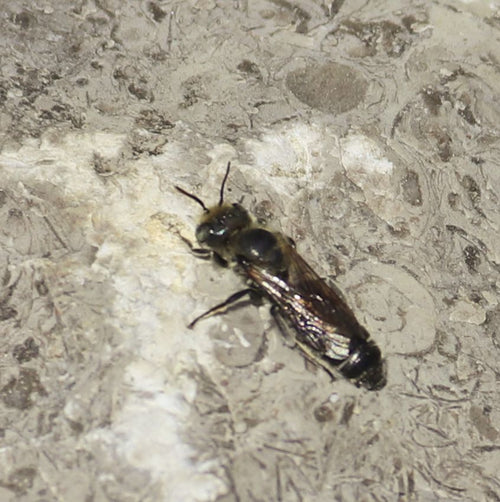 Schwarze Mörtelbiene (Megachile parietina), 19.06.2026