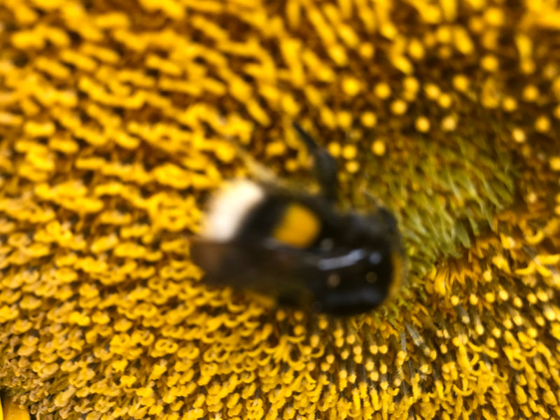 Schwarze Soldatenfliege — Bild 2