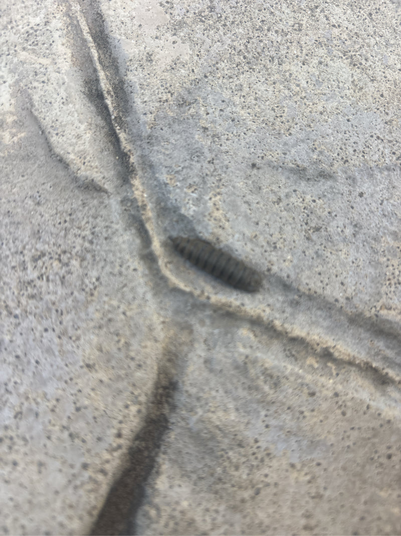 Schwarze Soldatenfliege — Bild 3