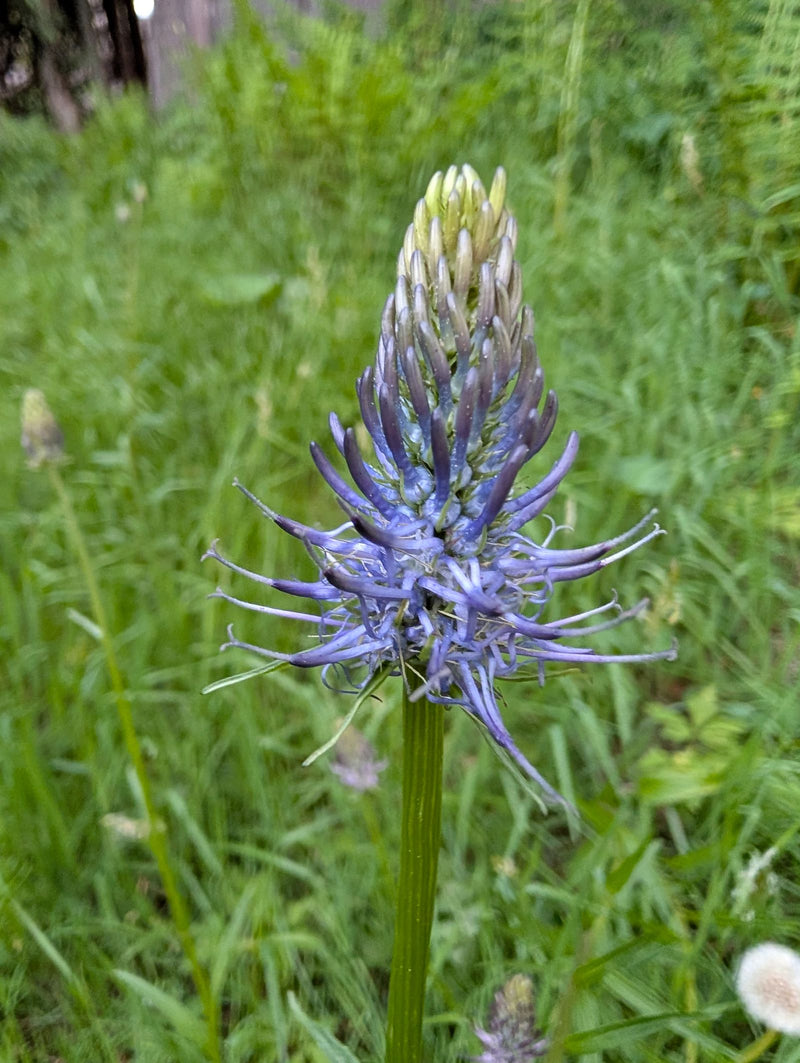 Schwarze Teufelskralle — Bild 1