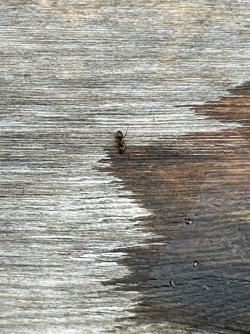 Schwarzgraue Wegameise — Bild 3