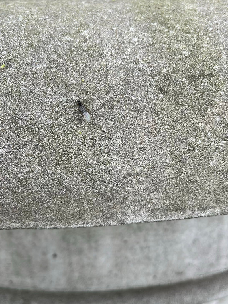 Schwarzgraue Wegameise — Bild 2
