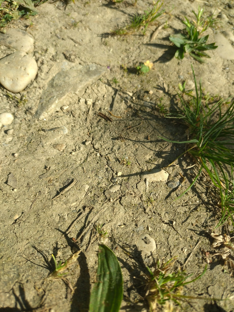 Schwarzgraue Wegameise — Bild 4