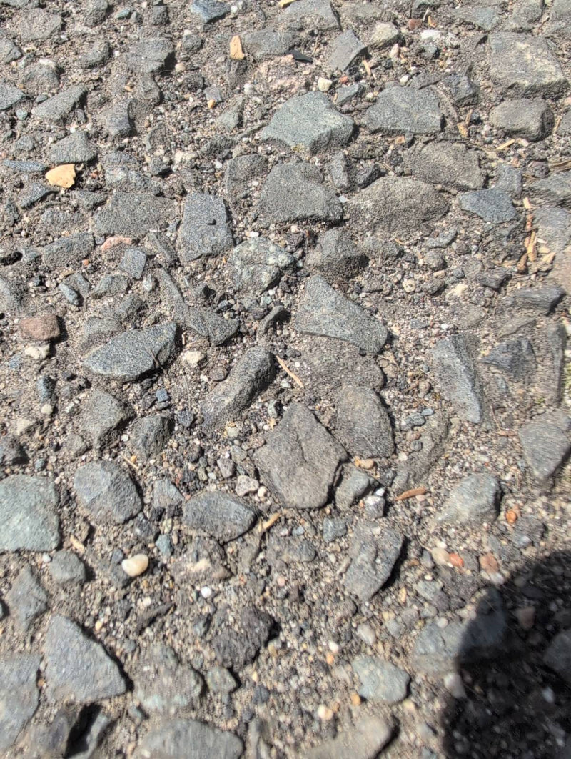 Schwarzgraue Wegameise — Bild 1