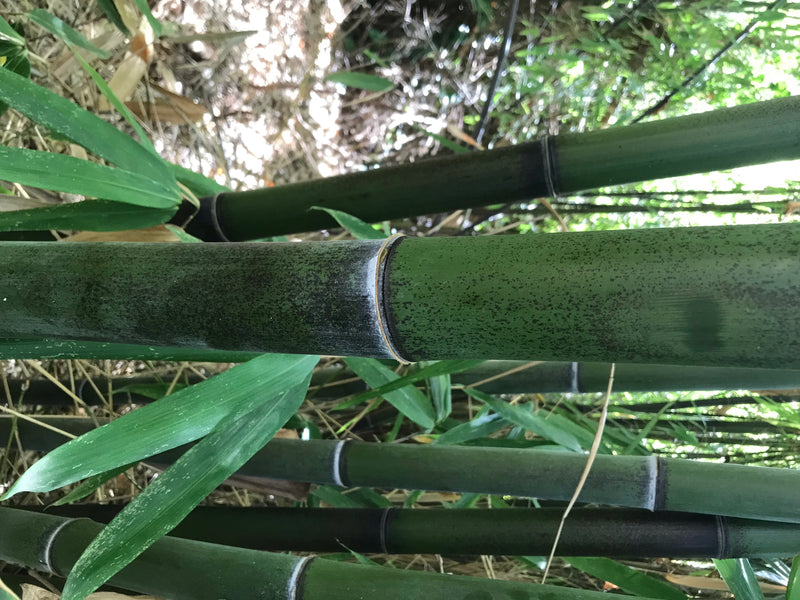 Schwarzer Bambus — Bild 3 von 4