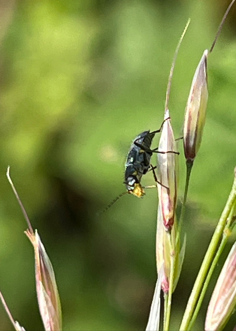 Schwarzer Getreideblattkäfer — Bild 5