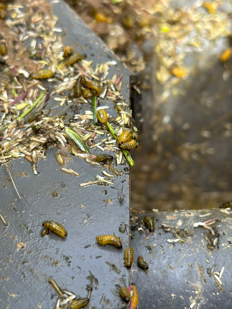 Schwarzer Getreideblattkäfer — Bild 3