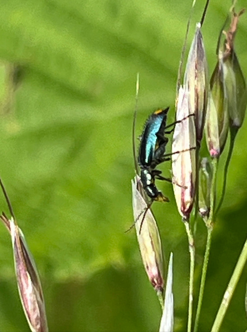 Schwarzer Getreideblattkäfer — Bild 4