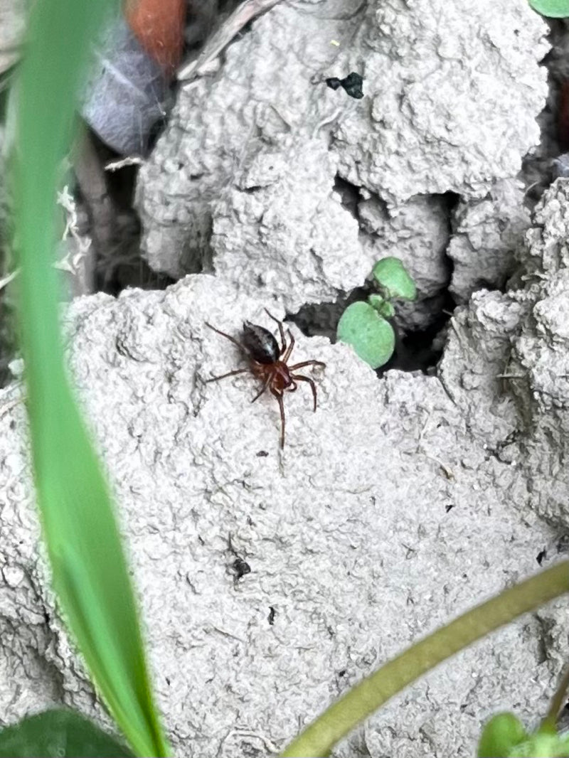 Eine kleine Spinne mit rötlich-braunem Vorderkörper und dunklem Hinterleib sitzt auf rissigem Erdboden.
